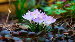See more ideas about spring wallpaper, spring images, spring wallpaper hd. Full Hd Nature Wallpaper For Laptop With Spring Flower In 1080p Hd Wallpapers Wallpapers Download High Resolution Wallpapers Bunga Musim Semi Wallpaper Musim Semi Toko Bunga