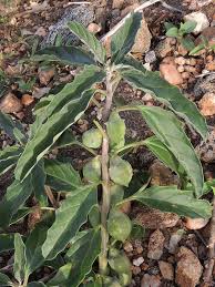 Image result for Pterodiscus angustifolius