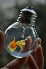 Gold Fish In A Light Bulb Goldfish Golden Fish Cool Fish