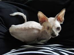 Finding a sphynx cat for adoption can take more effort than more common cat breeds as they're less likely to be found in rescues. We Talk To The Biggest Purebred Cat Rescue In The Midwest Catster