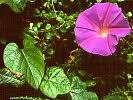 Image result for Ipomoea shupangensis