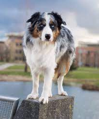 Australian Shepherd Border Collie Jake The Dog