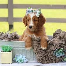 They range in size from 12 to 17lbs. Goldendoodle Puppies For Sale Adopt Your Puppy Today Infinity Pups