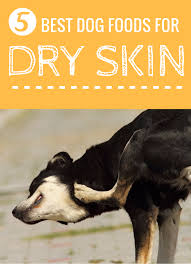 All of the above are essential home remedies that you can use on your dog's dry skin. 6 Best Dog Foods For Dry Skin Healthy Skin For Your Pooch Best Dog Food Food For Dry Skin Dry Skin