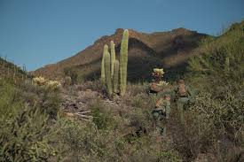 That depends to some extent on the species. National Guard Troops To Stay On Border For Another Year U S Stripes