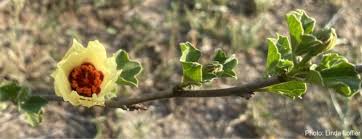 Image result for Cienfuegosia digitata