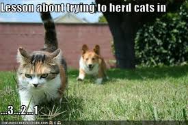 Cat Herding Not So Fast Cute Animals Funny Cat Pictures Happy Dogs