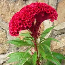 Cockscomb Google Search Flower Seeds Celosia Flower Bonsai Flower