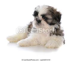 Shih tzu will be born approximately january 13tn reserve ur pup with a 250.00 $ deposit. Cute Male Shih Tzu Puppy Sitting Cute Male Shih Tzu Puppy Laying Down On White Background Canstock