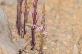 Image result for Striga gesnerioides
