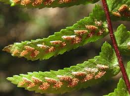 Image result for Asplenium africanum