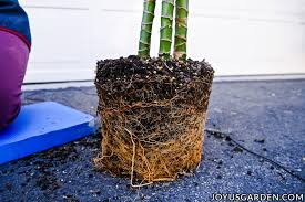 In order to enhance drainage, pour clay pebbles or small stones into the pot to form a layer at the bottom. Dracaena Repotting How To Repot A Large Dracaena Lisa