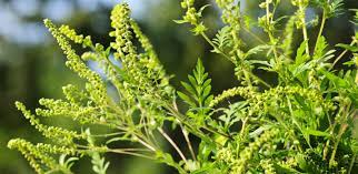 Short ragweed pollen allergen extract tablets. Ragweed Burr Ragweed Ambrosia Genus Level Details And Allergy Info Pollen Com