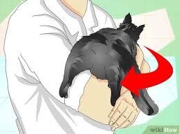 Check spelling or type a new query. How To Tell If A Cat Is Neutered 9 Steps With Pictures