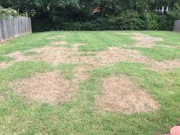 Fill in any low spots with either top soil or a question: How To Treat Brown Patches In Your St Augustine Grass