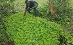 Image result for Tricalysia bagshawei