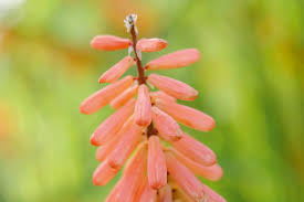 Image result for Kniphofia princeae