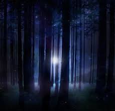 Night Woods Magical Forest Mystical Forest Magical Places
