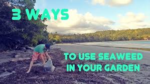 According to the royal horticulture society, incorporating fresh seaweed into the garden can be a good substitute for farmyard manure. Using Seaweed To Fertilize The Garden The Easy Way Youtube