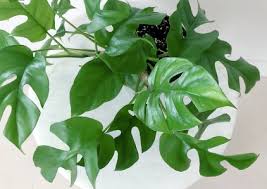 Image result for Hionanthera