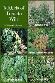 Problems with your tomato plants? Compare 5 Kinds Of Tomato Wilt Identifying Tomato Plant Diseases Tomatoes Plants Problems Growing Tomato Plants Plant Diseases