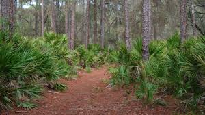 The pines/the reserve at the pines. Pine Island Trail Blue Spring State Park Florida Hikes