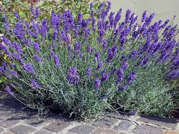Questi fiori selvatici sono i miei ricordi dell'estate in campagna. La Lavanda Di Spa Suite B O B O Spa Suite