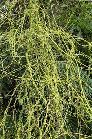 Image result for Cassytha filiformis