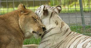 Check spelling or type a new query. If A Lion And Tiger Got Into A Fight Who Would Win