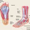 The foot bones shown in this diagram are the talus, navicular, cuneiform, cuboid, metatarsals and calcaneus. 1