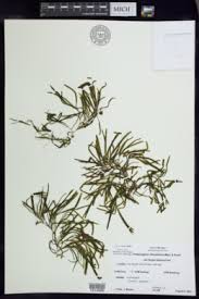 Image result for Potamogeton richardii