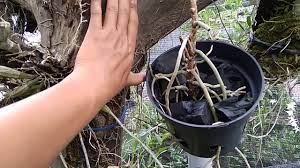 We did not find results for: Supaya Anggrek Vanda Cepat Berbunga Dengan Cara Di Gantung Youtube