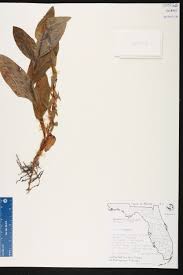 Image result for Habenaria microsaccus