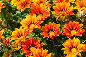 Potting some gazania rigens that were growing in my grandpa's yard. Gazanie Gazania Rigens Hausinfo