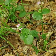 Image result for Jeffreya petitiana