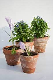 Help save space and substantially beautify any balcony, home, or public area in which potted plants flower pots exp flower pots near folk potted flowers futuristic flower pot good plants large pots. Flower Pots Of Crocus And Forget Me Not Stockphoto