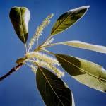 Image result for Terminalia mollis × stenostachya