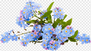 Desenho De Arvore Genealogica Grama De Escorpiao Flor Azul Planta Filial Flora Flor Flor Azul Familia De Borragem Png Pngwing