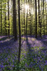 Visiting the hallerbos is a bucket list item! Bluebells Hallerbos Forest In Belgium By Andreas Wonisch For Stocksy United Landscape Bluebells Woodland Flowers