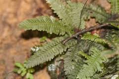 Image result for Ascolepis trigona