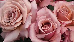 Roses have been shrouded in romance since medieval times, but one golden rule has been handed but you can also grow great roses on thin, sandy or chalky soils if you make the effort. The Fragrant Rose Company Fragrant Standard Bush Roses