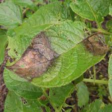 Nodes and petioles are enlarged. Potato Blight Identifying And Managing