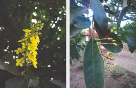 Image result for Ouratea