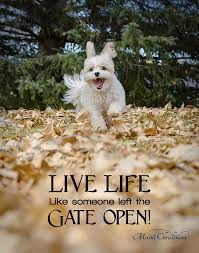 Life is all about live, enjoy and experience, always live like someone left the gate open for you. Live Life Like Someone Left The Gate Open Dog Poster Learn Photography With Me