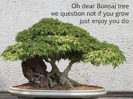 Dear Bonsai Tree Bonsai Tree Bonsai Bonsai Art
