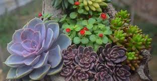 Maybe you would like to learn more about one of these? Types Of Succulents Species Varieties And Identification With Pictures Nestia