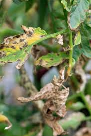 Image result for tomato seedling early blight