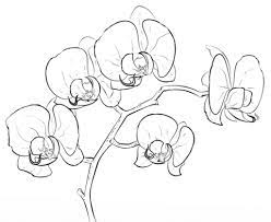 Orchid Ausmalbild Orchid Drawing Flower Drawing Drawing Tutorial