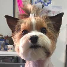 Lina's Hundesalon
