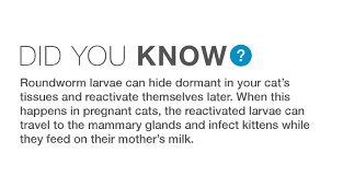 When you touch the eggs with your fingers, the eggs will enter your mouth and travel to your intestines. Roundworms In Cats Common Questions And Answers